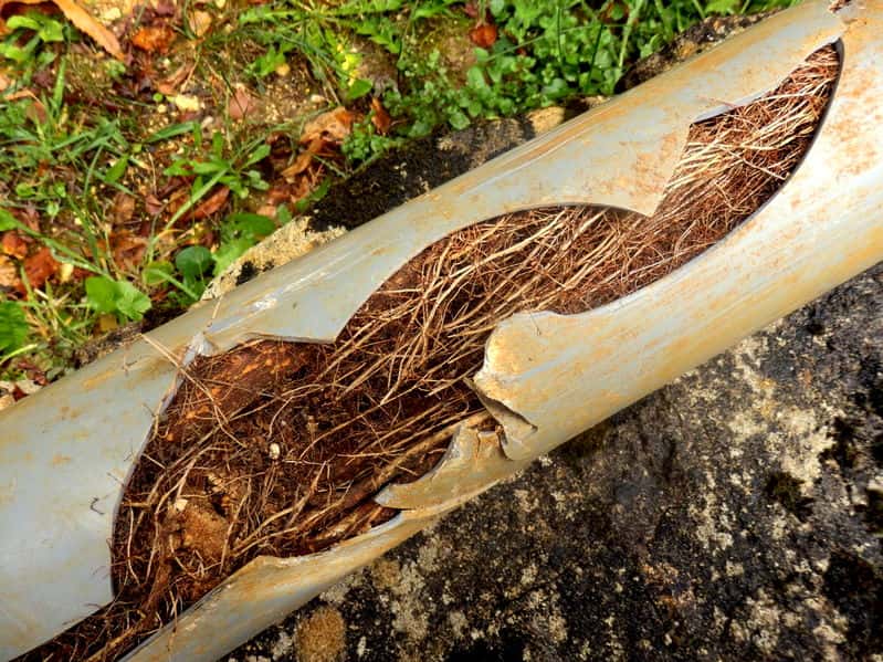 How Tree Roots Affect Sewer Pipes