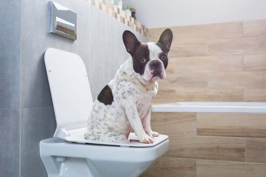 a dog in a bathroom