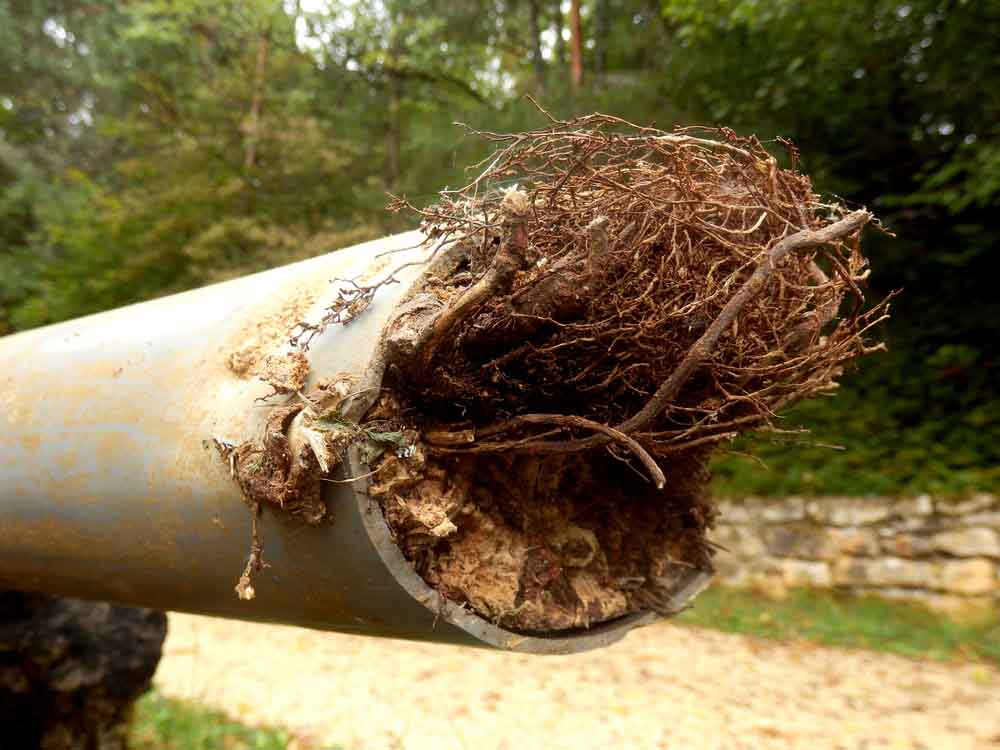 tree roots in pipes