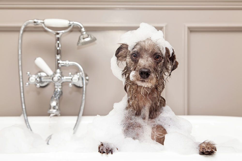 dog in the bathtub plumbing Carlsbad, CA